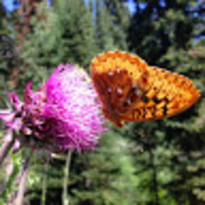 Meet your Posher, Tracy